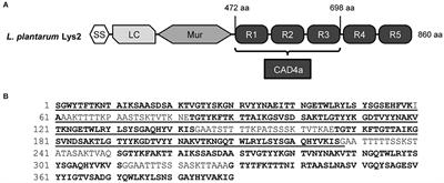 A SH3_5 Cell Anchoring Domain for Non-recombinant Surface Display on Lactic Acid Bacteria